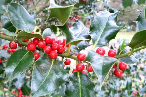 holly, the remedy for envy, anger and jealousy
