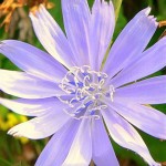 Bach Flower Remedy for possessiveness