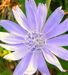 Bach Flower Remedy for possessiveness