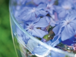 source: nelsons natural world