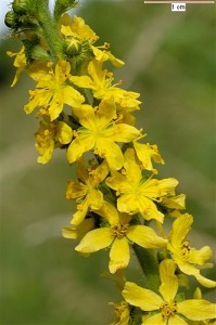 agrimony