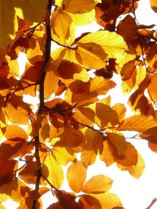 Beech in fall