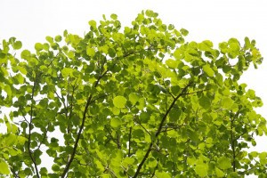 Aspen leaves, photo courtesy pixabay.com
