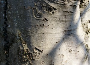 beech tree bark