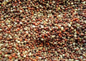 Mustard seeds; image from pixabay.com